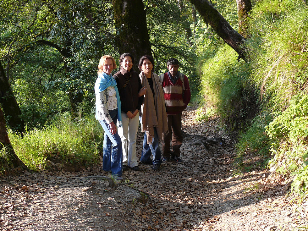Forest Trail 2009