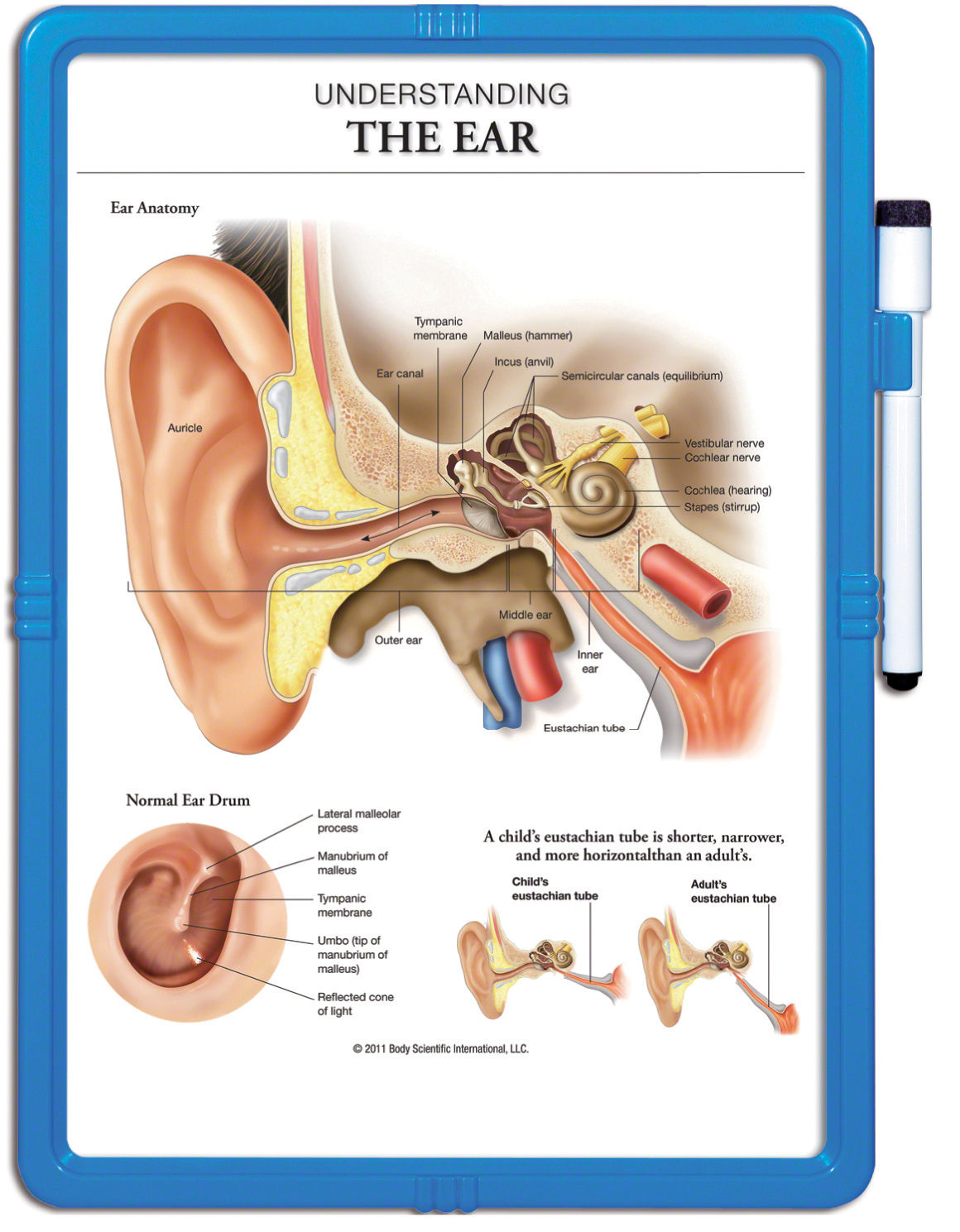 Understanding Ear, Nose & Throat - Wipe-off Easel