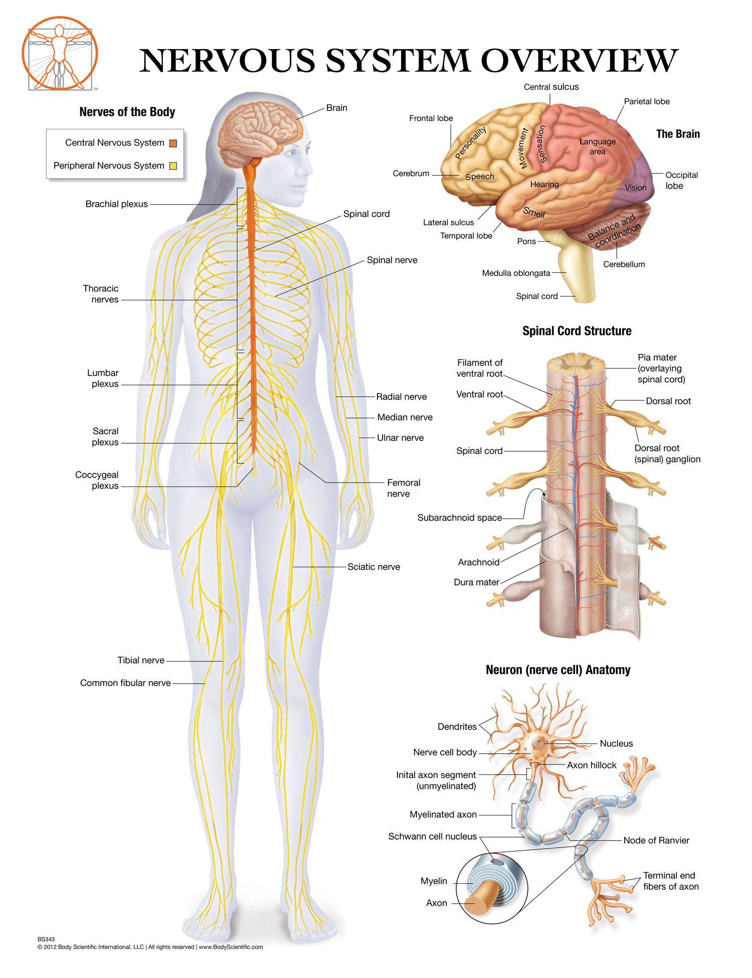 Nervous System - Anatomical Wall Chart