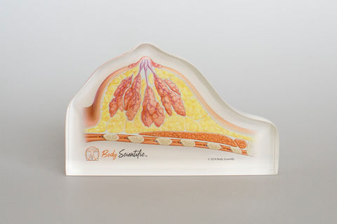 Anatomical model in clear resin of the breast