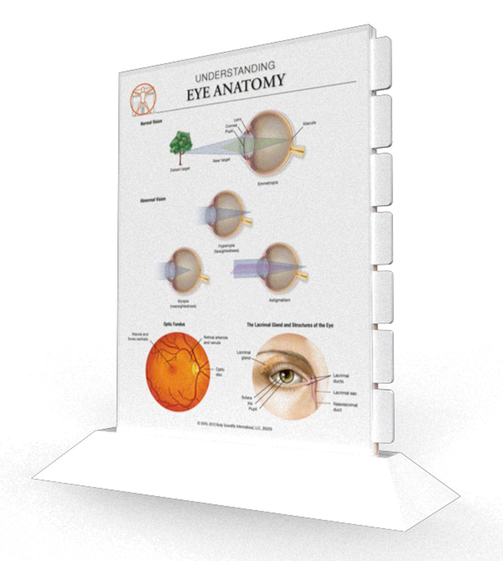 Eye Anatomy - Multi-tab Slider Model