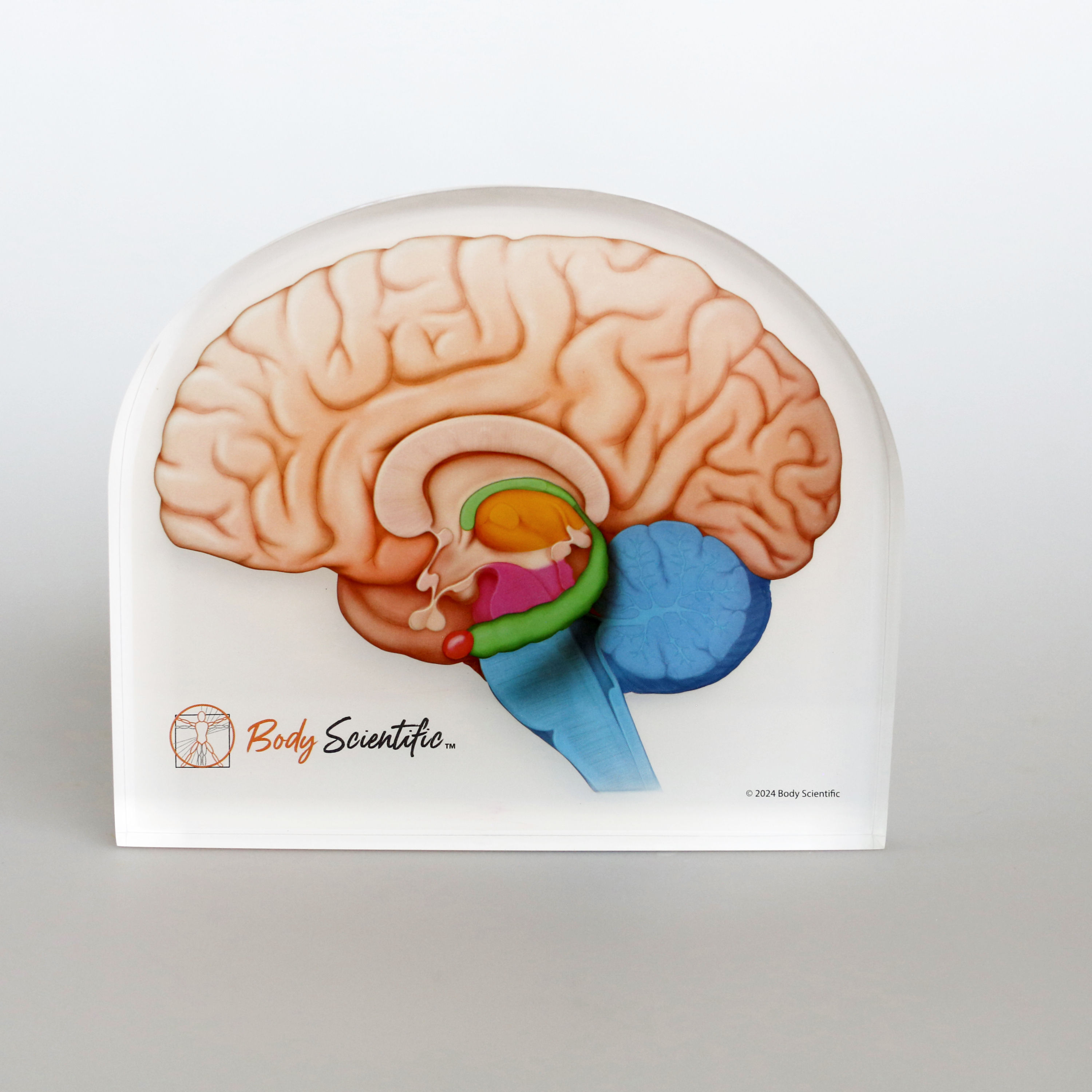 Brain Lateral Interior