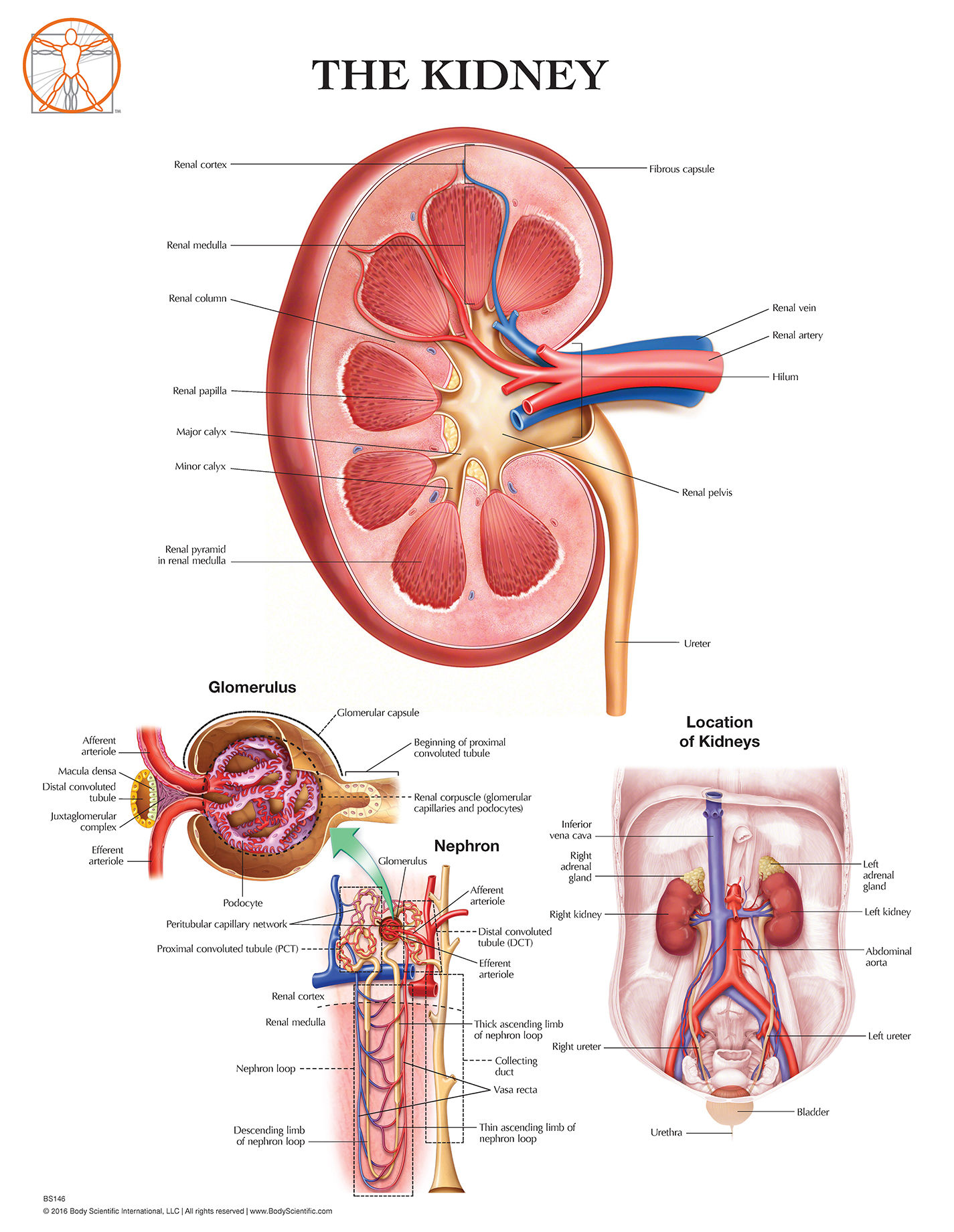The Kidney - Anatomical Wall Chart
