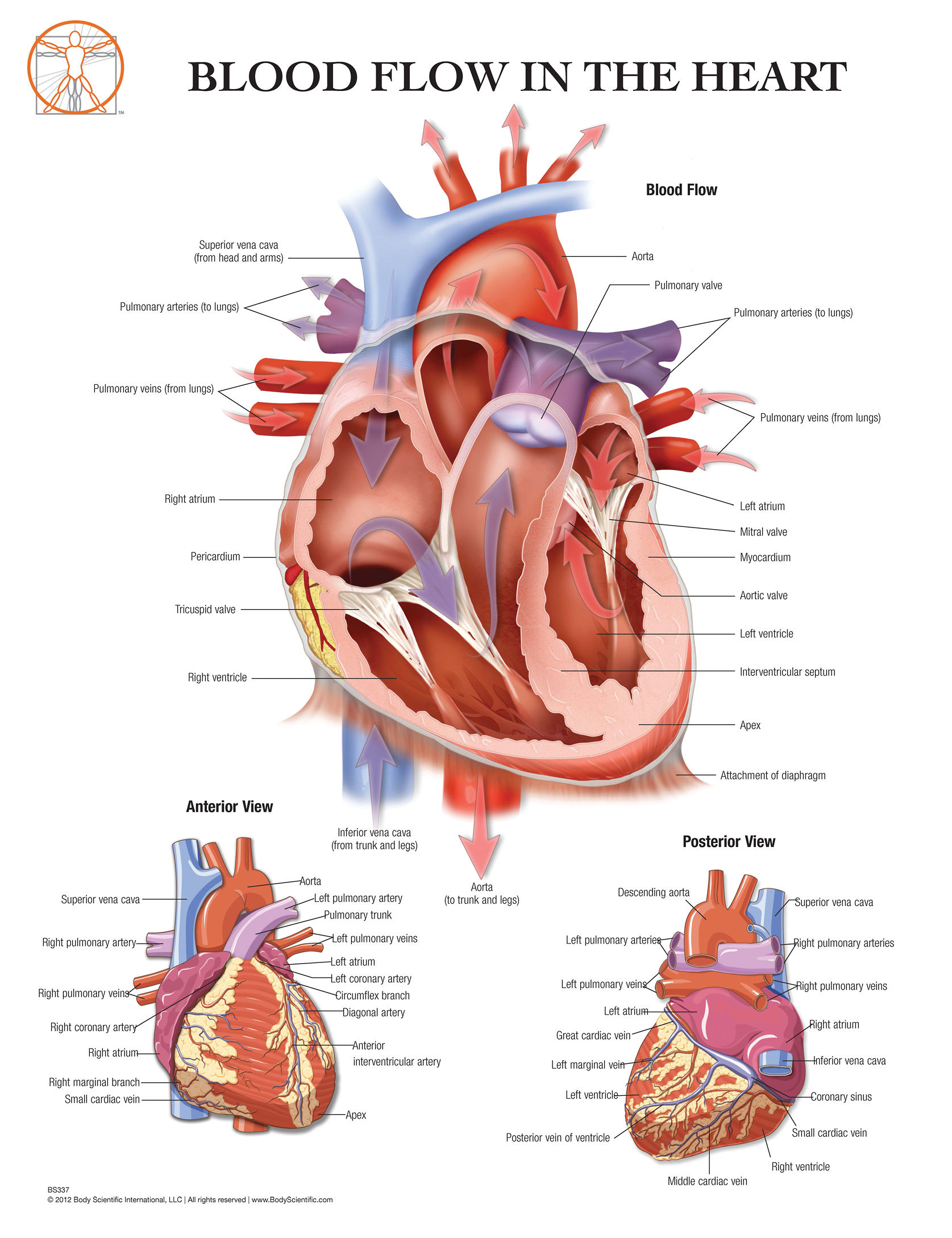 The Human Heart - Anatomical Wall Chart