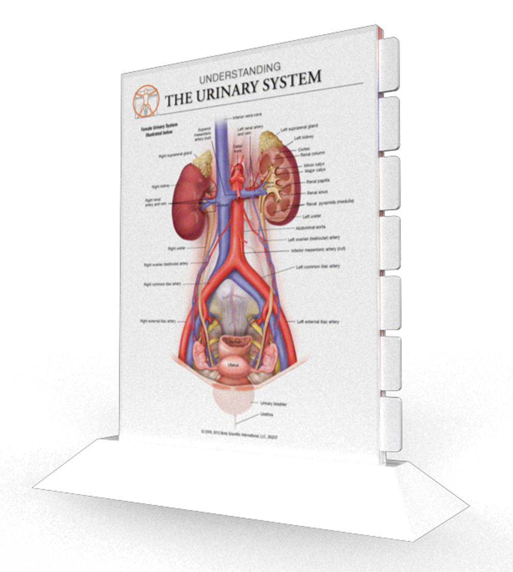 Urinary System - Multi-tab Slider Model