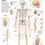 Thumbnail: Human Skeleton - Anatomical Wall Chart