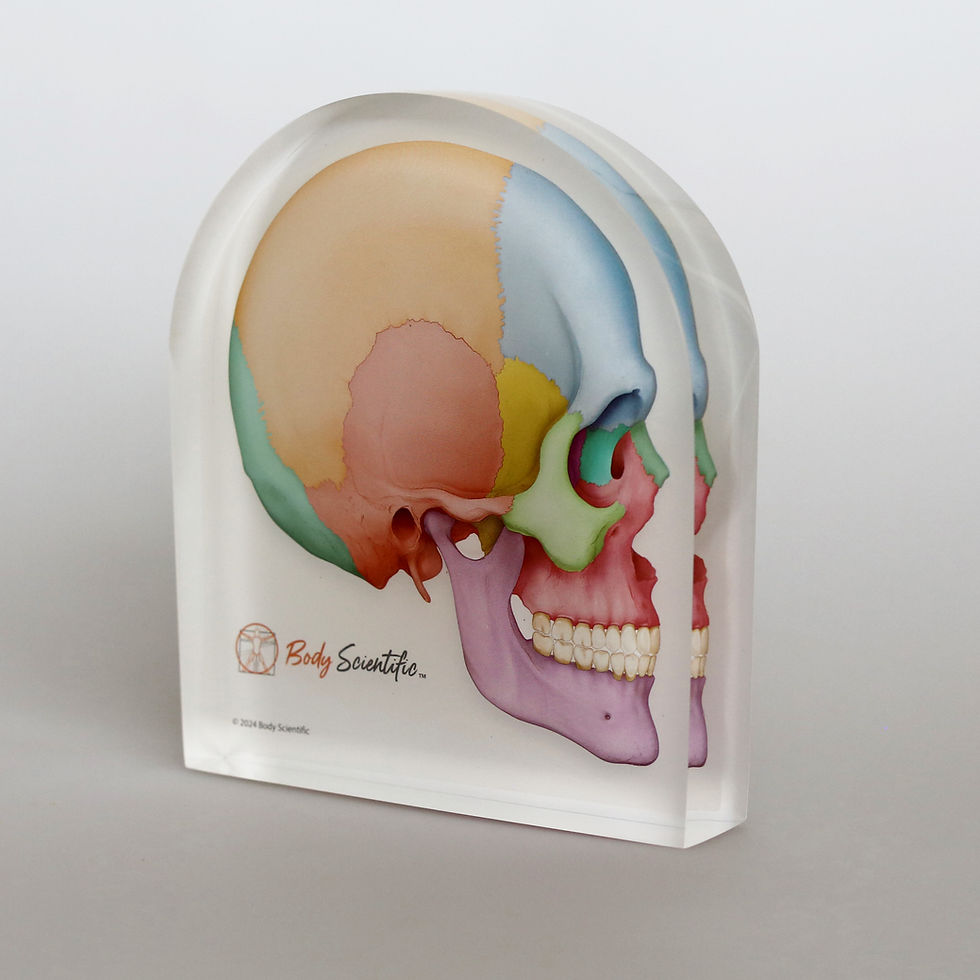 Thumbnail: Skull Lateral