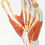 Thumbnail: ANATOMY OF THE HAND 3 PARTS