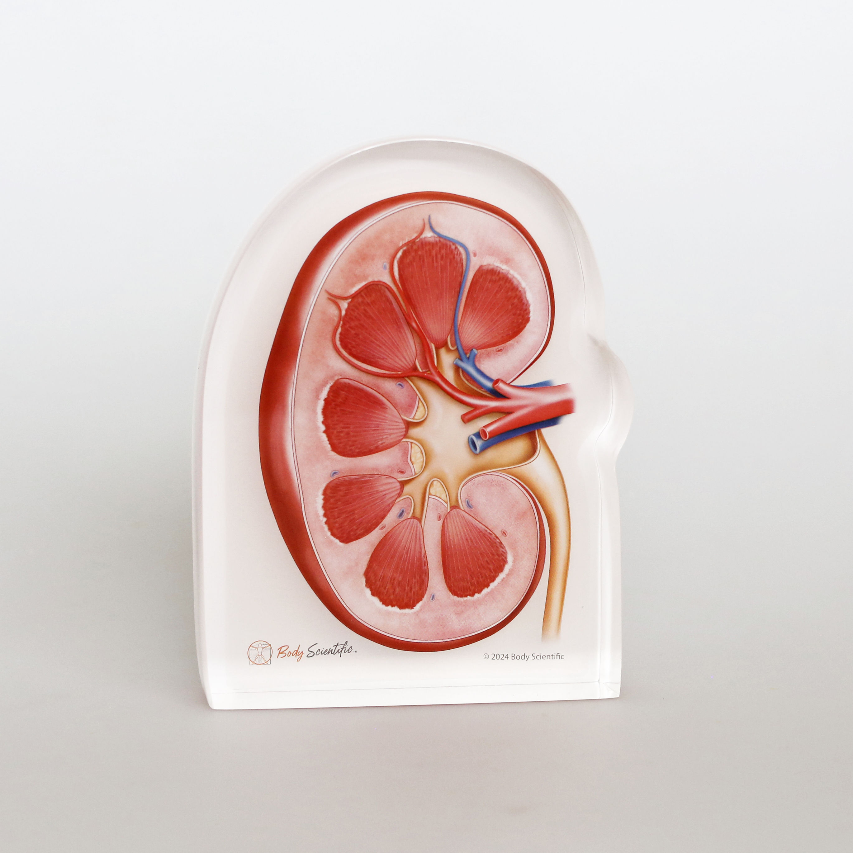 Kidney Interior