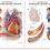 Coronary Artery Disease - Anatomical Folding Board Chart