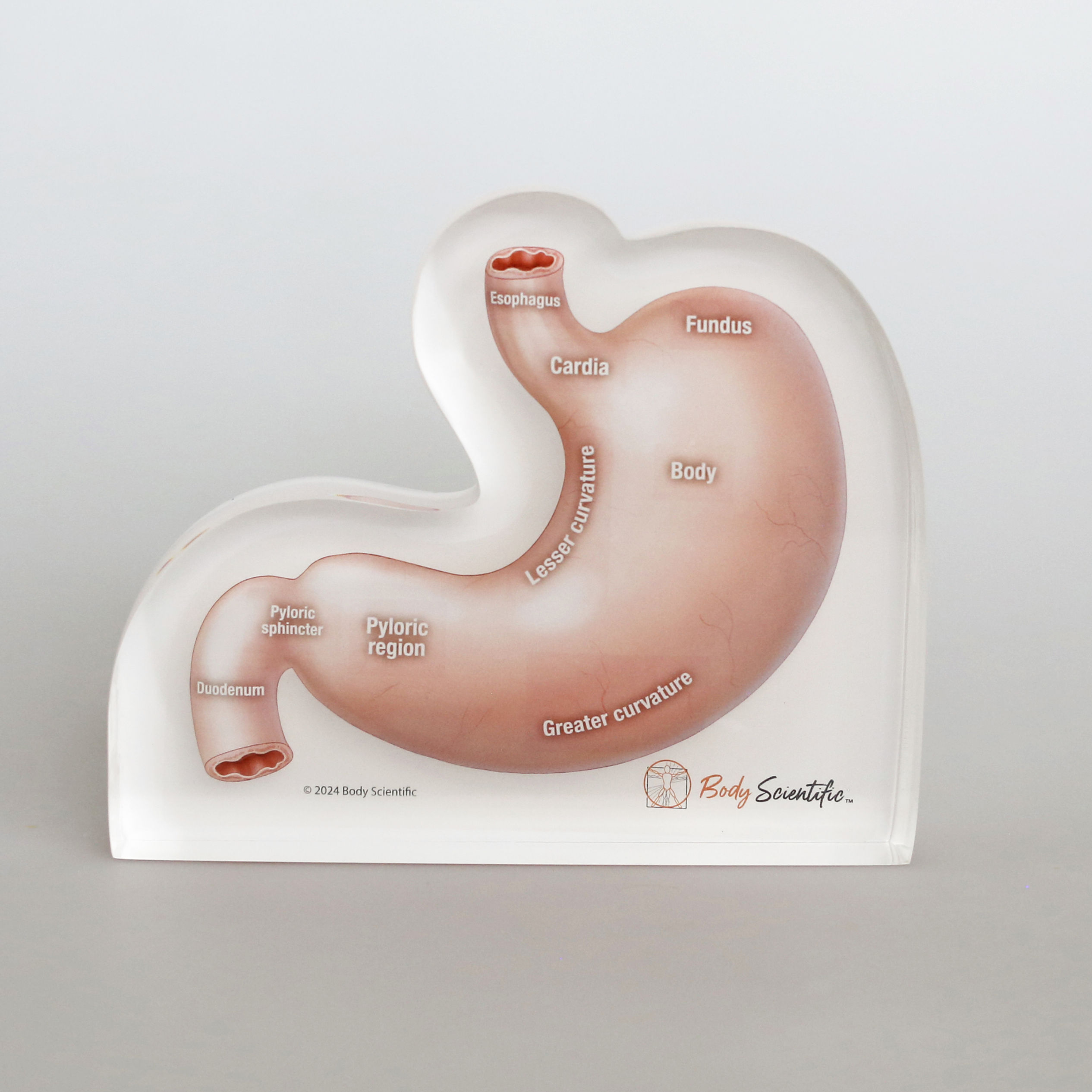 Stomach