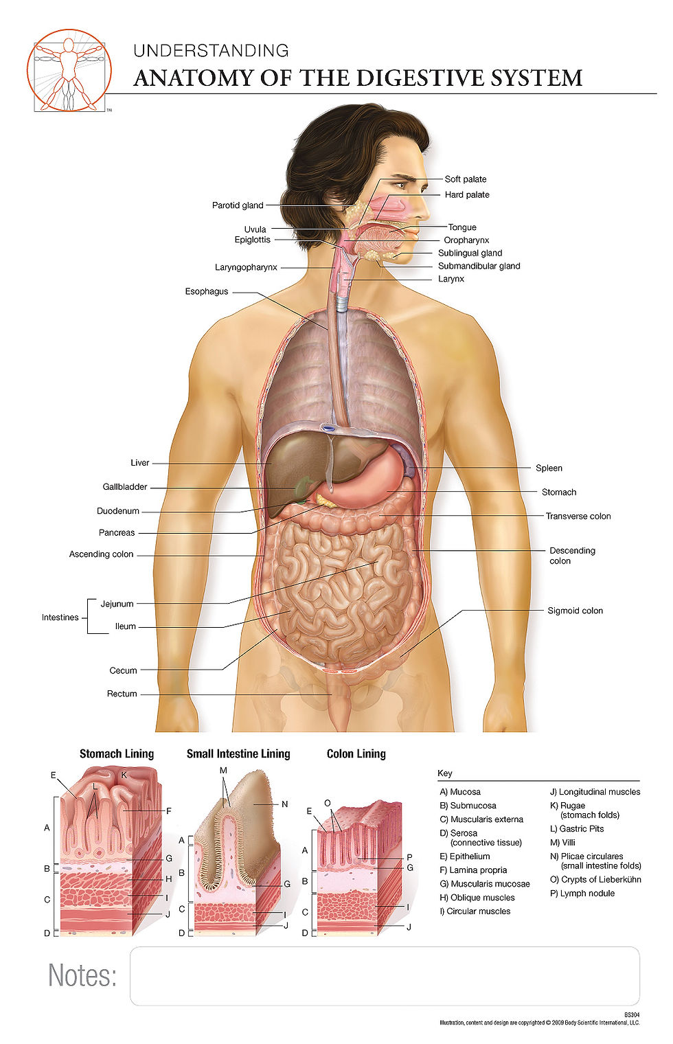 Anatomy of the Digestive System Anatomical Wall Chart BSI Catalog