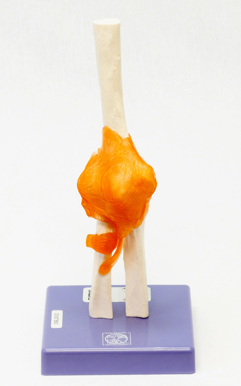 Elbow Joint Model