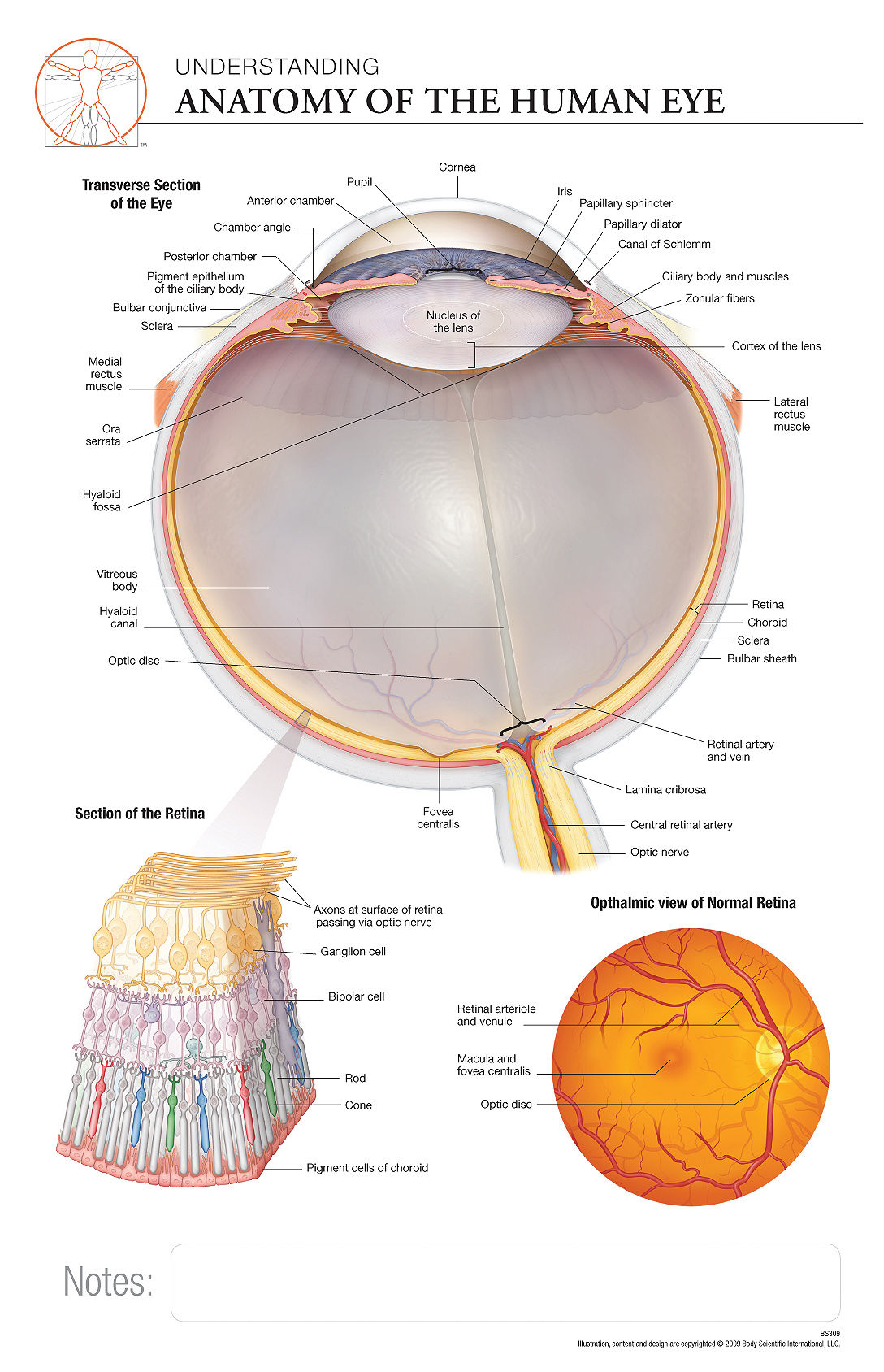 Anatomy of the Eye - Anatomical Wall Chart