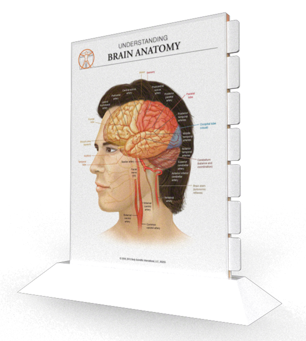 Brain Anatomy - Multi-tab Slider Model