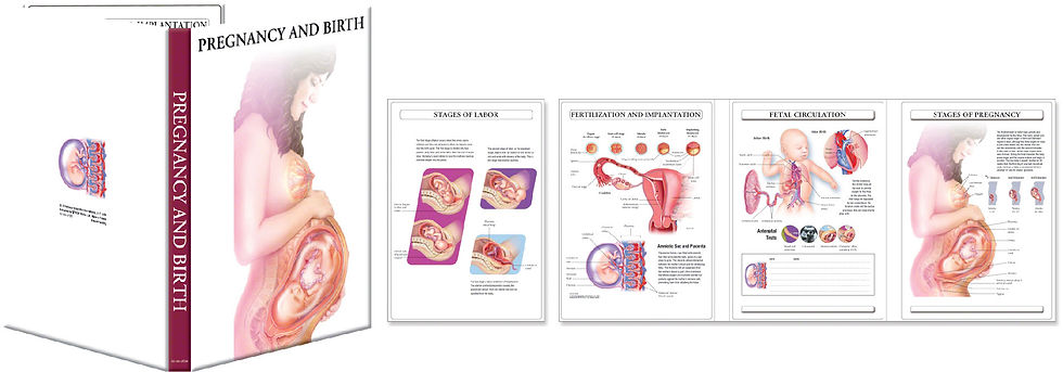 Thumbnail: Pregnancy & Birth - Medical Book (Tri-fold)