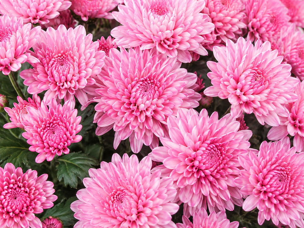 Pink chrysanthemum bouquet in bloom