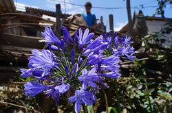 Flores, Olores y Colores