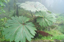 árbol tropical de hojas gigantes