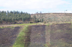 al otro lado de la finca...