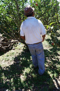 Don Jeronimo cosechando manzanas....