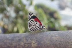 Borboleta 88