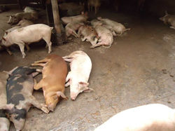 Cerdos y lechones en la siesta!