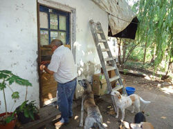 Sr. Lucho y los perros
