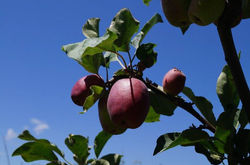 El fruto proibido?