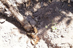 Mira una pequeña serpiente en la foto?