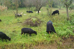 Campesina en los Altos de Chiapas