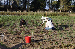 Facebook - Campesinos de nuestra Latinoamérica!
En la huerta de Yachay - Ciudad