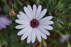 Facebook - FLORES