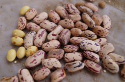 Granos de Frijoles