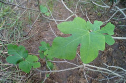 Hoja de higuera