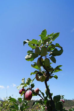 el árbol cargado de manzanas! vamos a cosechar!