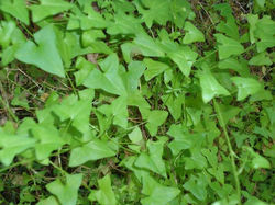 Granja Biodinamica Aguaibary