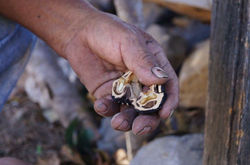 Mucho más dificil de sacar su fruto que en las Castañas de Nuezes...j