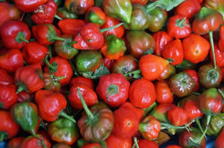 Moronitos Rojos