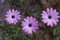 Facebook - FLORES