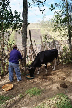 Amarrando la vaca para empezar la ordeña...