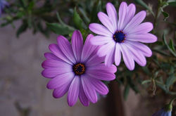 Facebook - FLORES