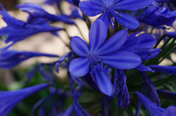 Flores, Olores y Colores...