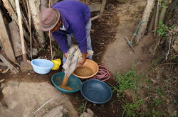 Don Jeronimo preparando la alimentación de las vacas