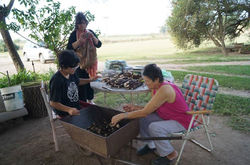 Yucas para la venta
