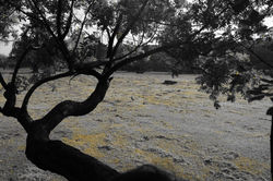 Parque Marinha do Brasil
