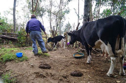 El dueño del leche llegó... y su mamá solo observa qué se pasa....