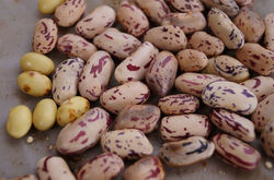 Granos de Frijoles