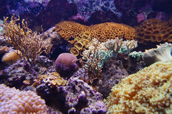 Facebook - Parque Explora - Acuarios de la fauna colombiana!
Medellin - Colombi