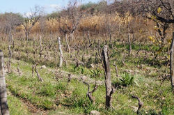 El Viñedo